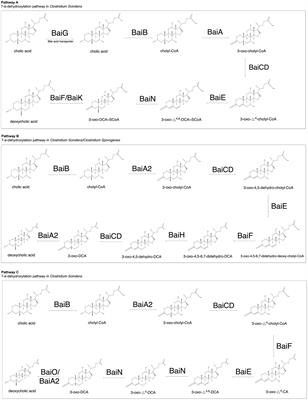 The 7-α-dehydroxylation pathway: An integral component of gut bacterial bile acid metabolism and potential therapeutic target